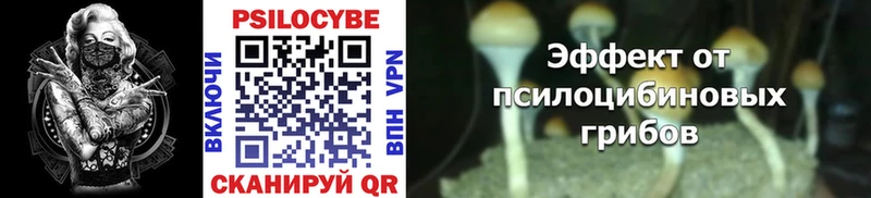 где продают наркотики  Выборг  Псилоцибиновые грибы Psilocybe 