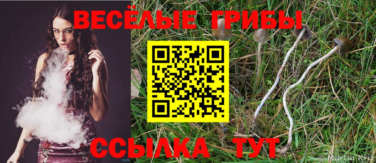 Псилоцибиновые грибы Magic Shrooms  Выборг  закладка  Псилоцибиновые грибы мицелий 